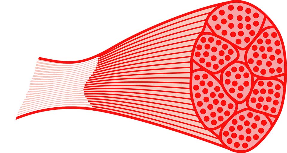 Wie erfolgt Muskelaufbau? Basiswissen rund um das Krafttraining