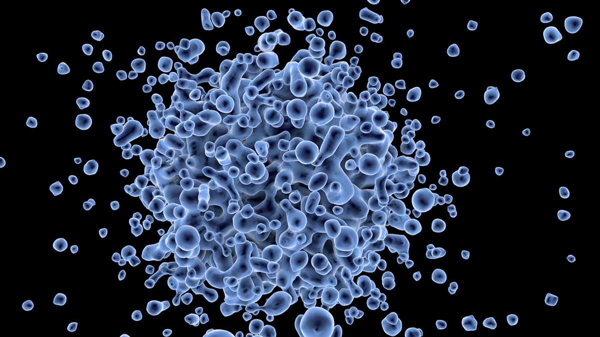 Immunsystem