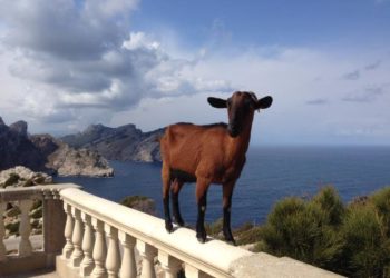 Leiti bloggt: Trainingslager auf Mallorca I 5