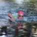 Den neuen Schwimmausstieg im Visier: Lukasz Wojt  | Foto: Getty Images for IRONMAN