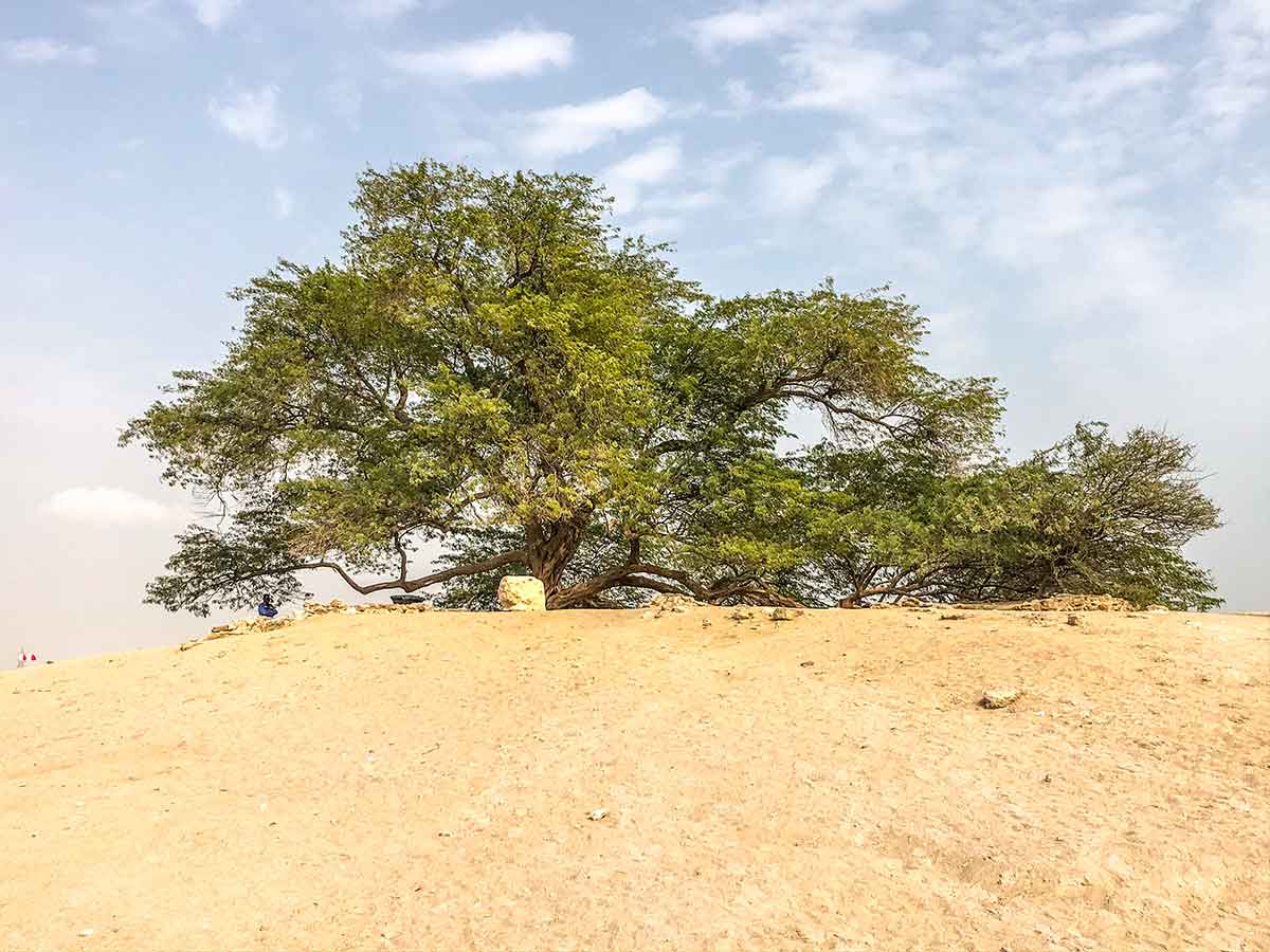 Der IRONMAN 70.3 Bahrain Reisebericht: Teil 2 – Sehenswürdigkeiten in Bahrain 7 Tree of Life in Bahrain